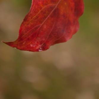Dewy Dogwood leaf