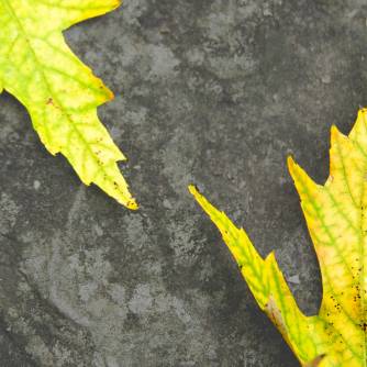 Underfoot, yellow Maple leaves