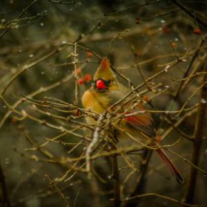 Female Cardinal waiting her turn for the feeder.